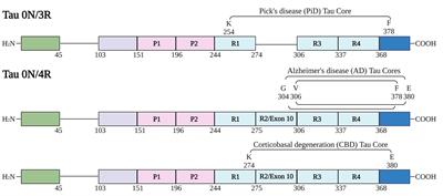 Polymerization of recombinant tau core fragments in vitro and seeding studies in cultured cells